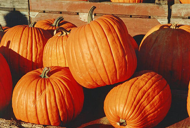 Reasons Why Fall Is The Best And Everybody Knows It