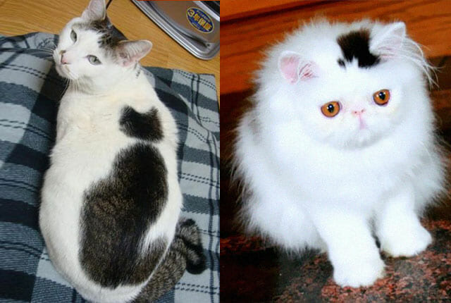 cat fur patterns