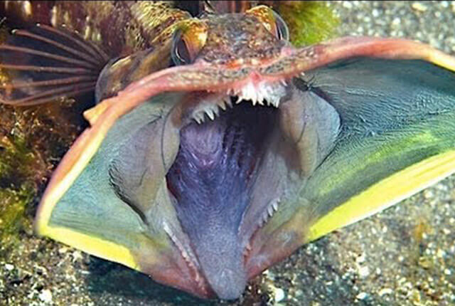 Terrifying Sea Creatures