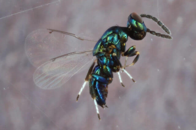 bizarre scientific discoveries