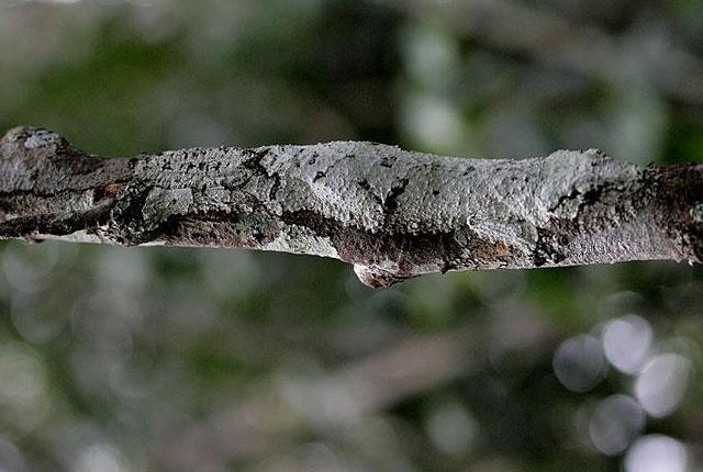 camouflaged animals