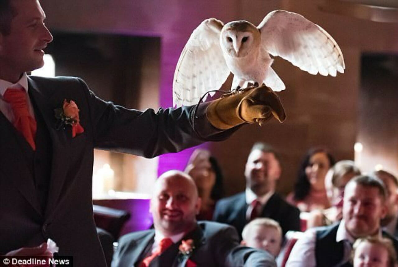 British couple uses an owl as a ring-bearer