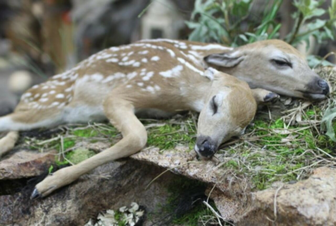 two-headed fawn