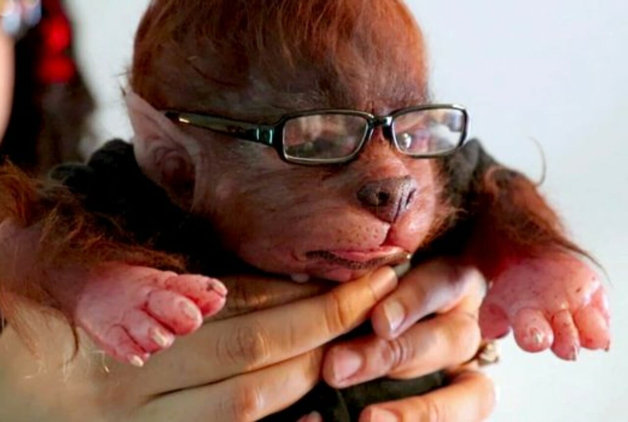 lifelike baby werewolves