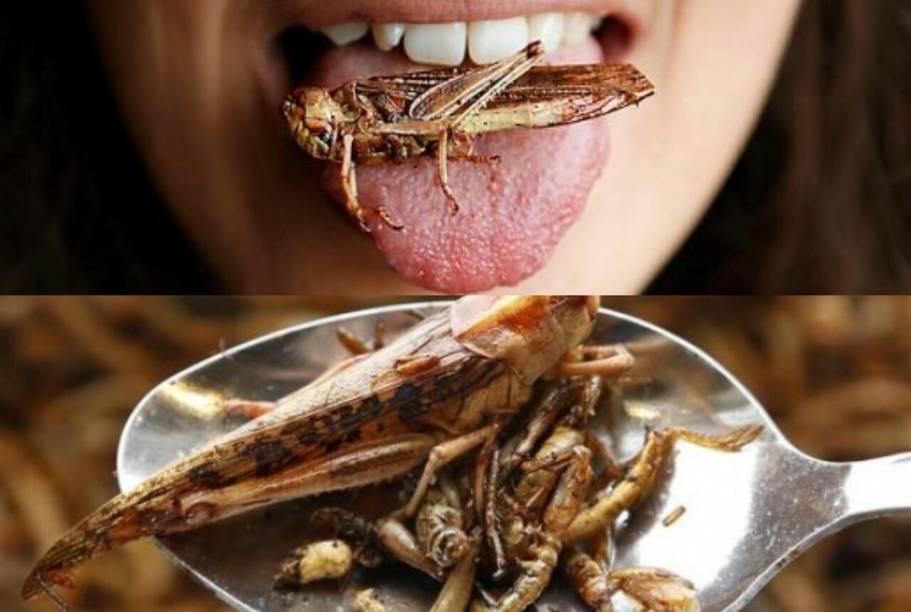 eating insects in the future