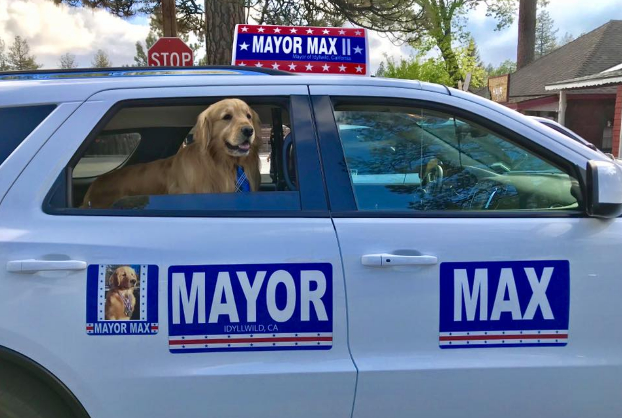 dog mayor