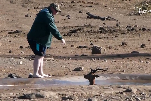 Tourist saved a wild impala In distress