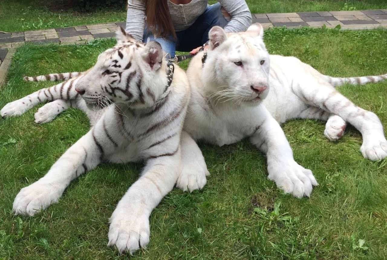 abandoned white tiger cubs
