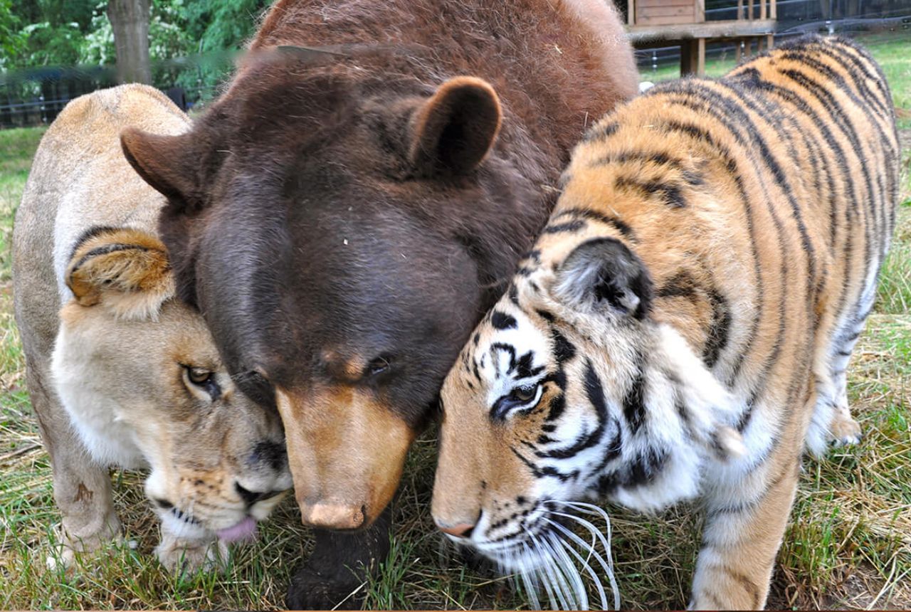 bear and lion and tiger friends