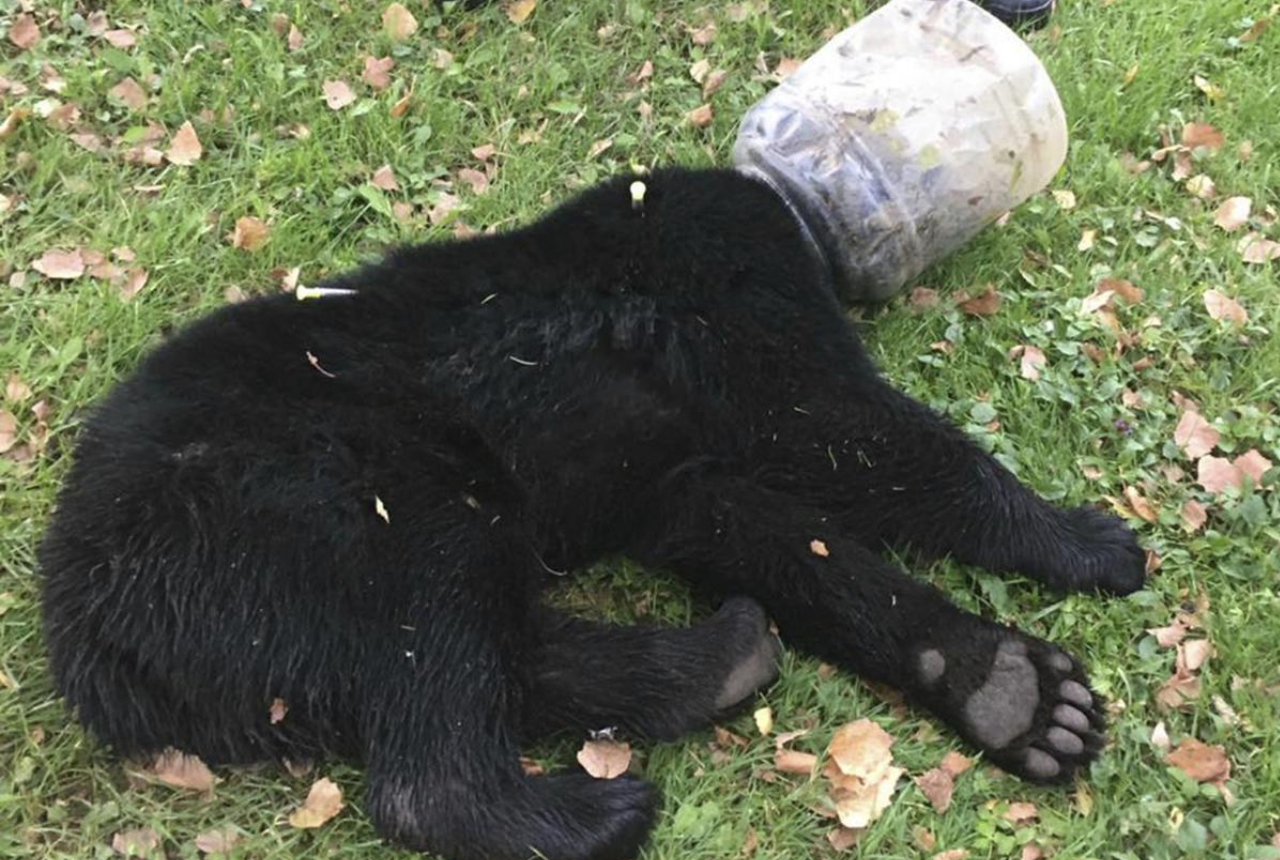 animal rescuers save a bear cub