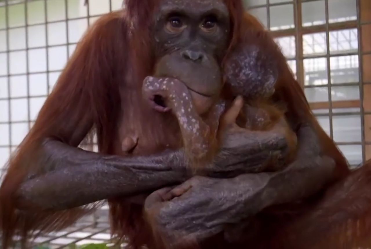 orangutan mother and baby