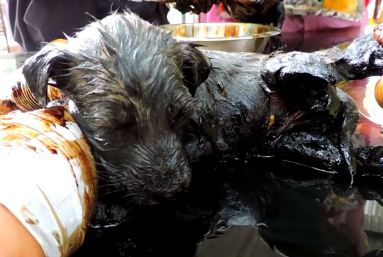 puppies rescued from tar pit