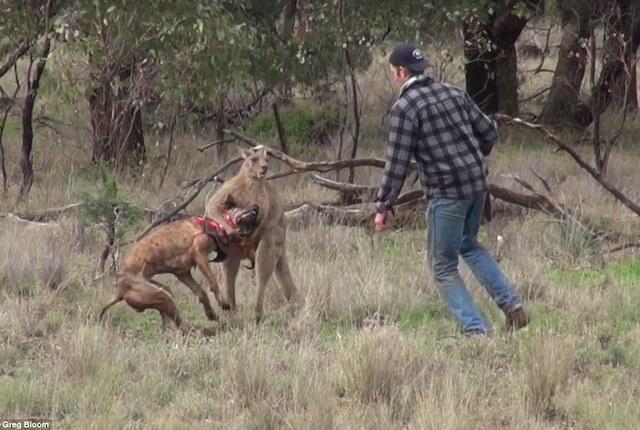 guy who got into a fistfight with a kangaroo