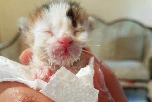 rare kitten found in a dumpster