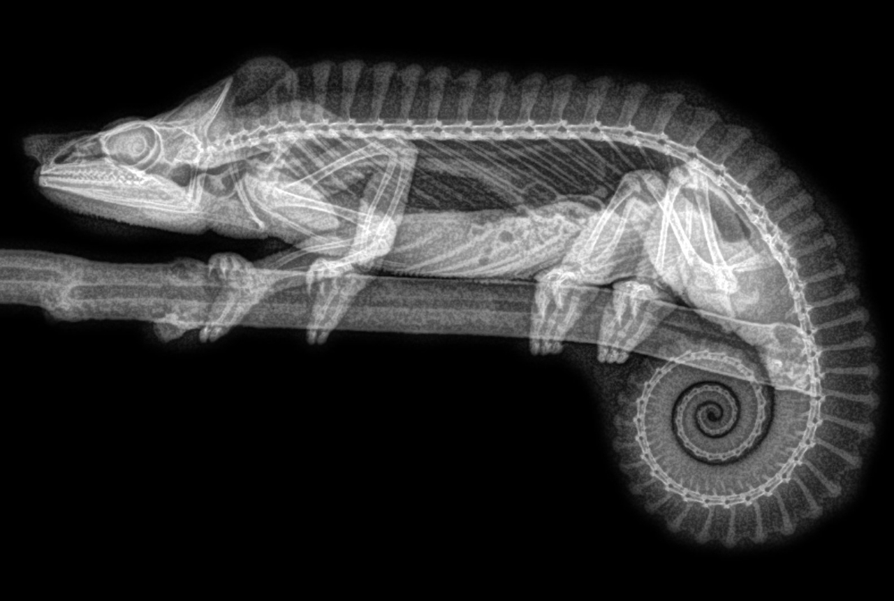 zoo x-rays