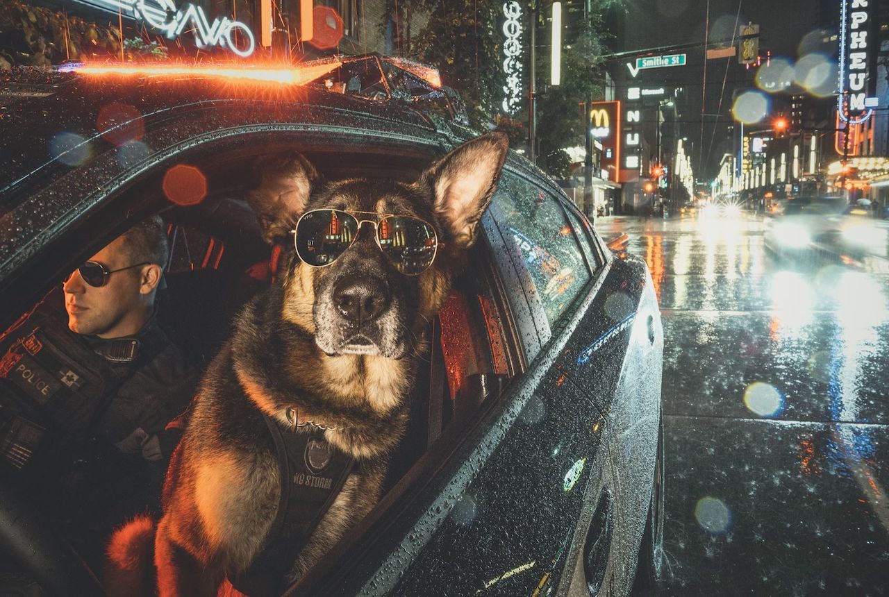vancouver police dog calendar