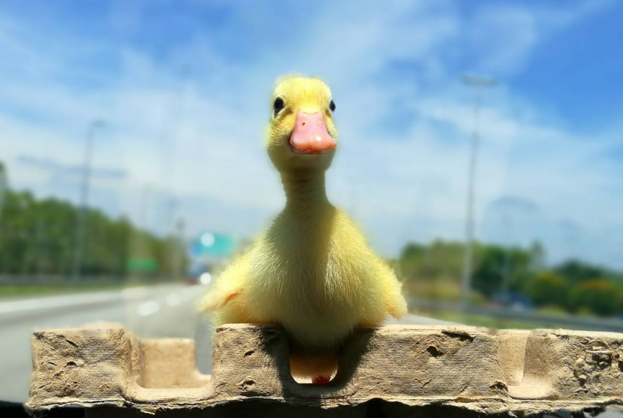 restaurant egg hatches a live duck