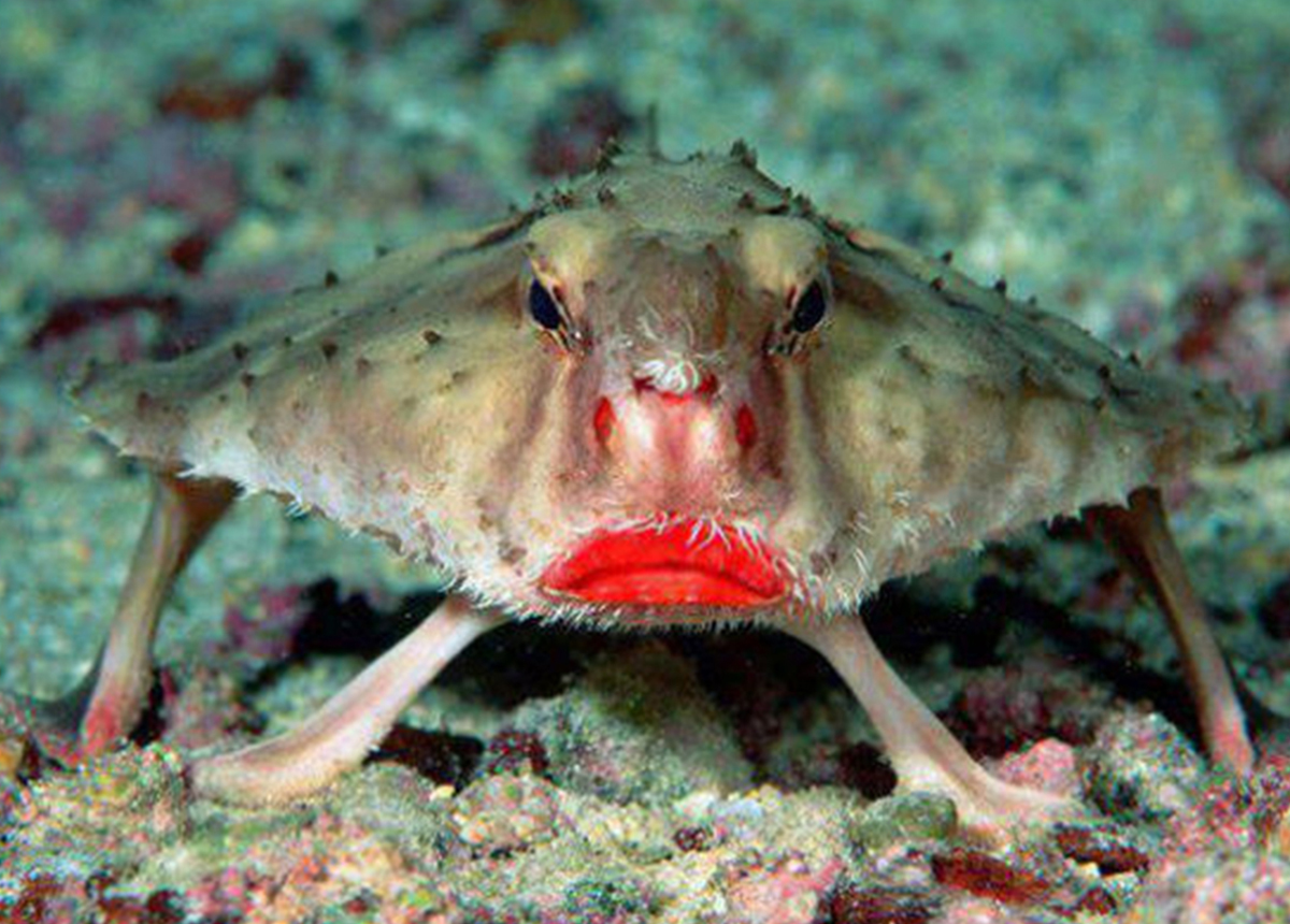 strange and beautiful animals
