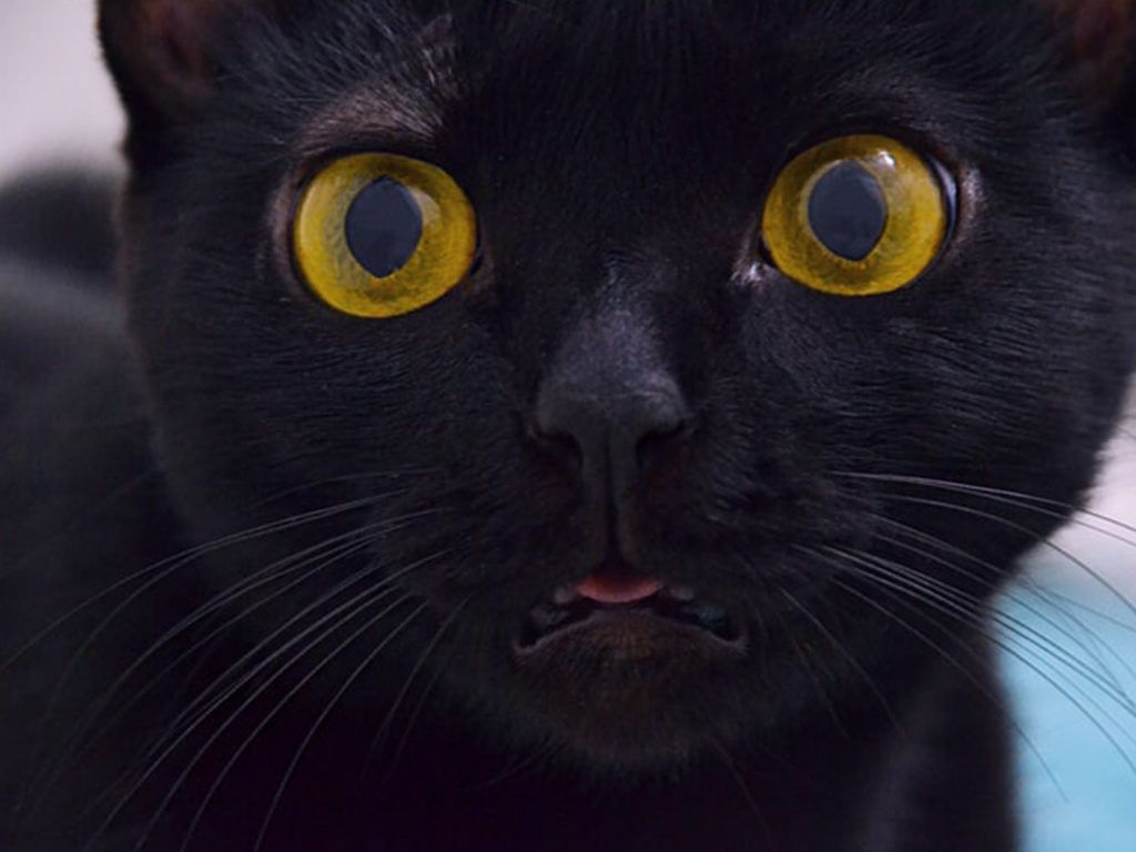 Black Cat Made a Bizarre Transformation as He Aged That Led His Owner