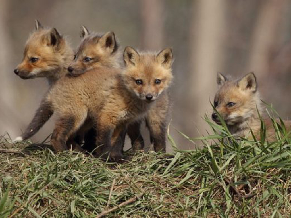 Those are foxes. Лисята. Стая Лис. Лисята фото. Лисенок и щенок.