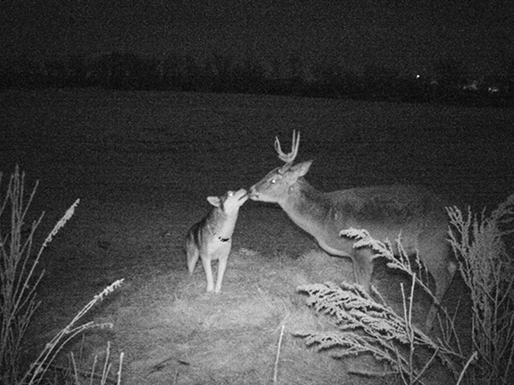 The Strangest Things Ever Caught on Trail Cameras - Obsev