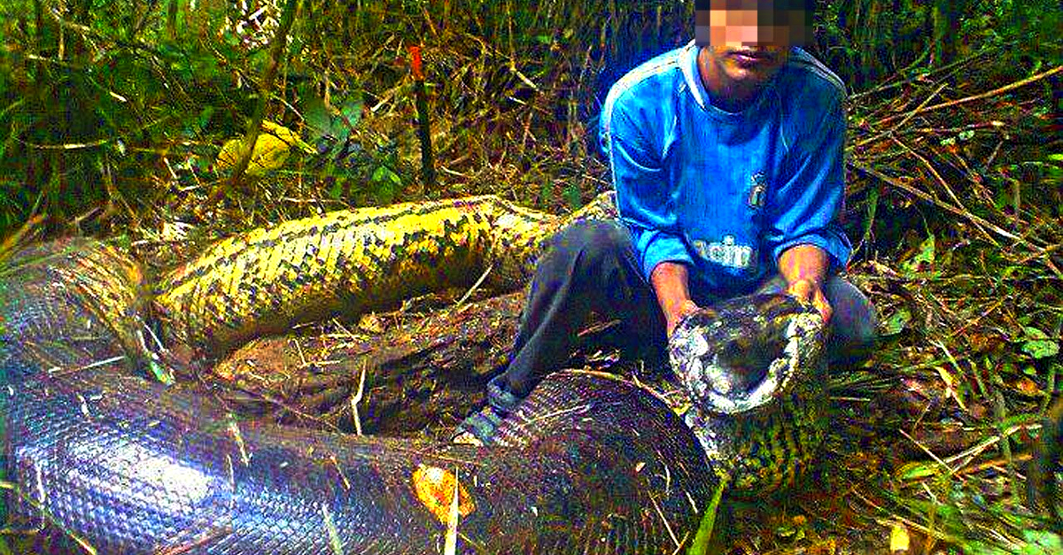 Construction Workers Spot Giant Snake On The Road Obsev