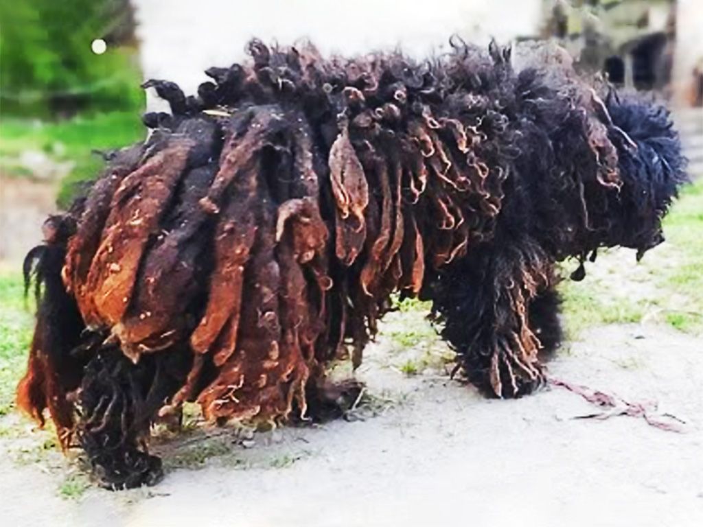 When Dog Groomer Takes a Closer Look At This Animal He Immediately Decides  to Call the Cops - Obsev