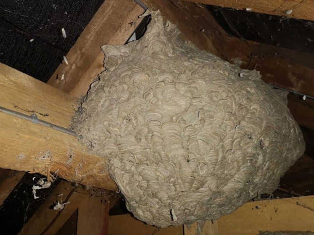 Homeowner Thought He Found a Wasp's Nest, But What Was Really Lurking ...