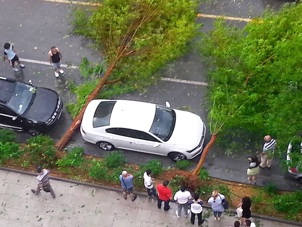 Car surrounded by fallen trees