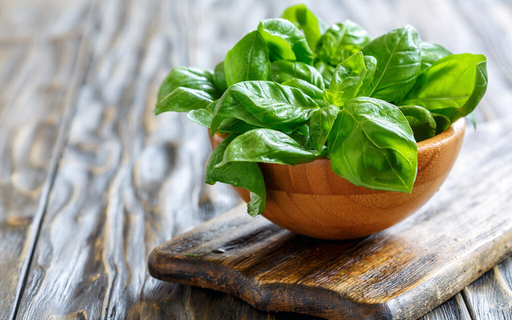 Basil plant