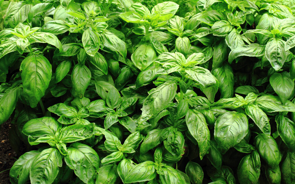 Basil plants